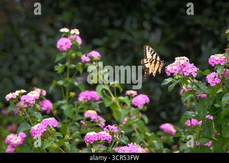Tiger Schwalbenschwanz Schmetterling und lantana Blumen Stockfoto