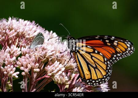 Monarch (Danaus plexippus) und ein Kohl White (Pieris rapae) Schmetterling ernähren sich im Juli von Sumpfmilchweed (Asclepias incarnata) in Waukesha, Wisconsin. Stockfoto