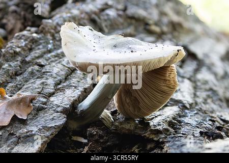 Grauer Wilder Pilz Stockfoto
