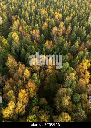 Aus der Vogelperspektive eines lebendigen Wandteppichs aus grünen, goldenen und rosafarbenen Baumkronen bilden ein atemberaubendes Herbstmosaik von oben, Russland, Russland. Stockfoto