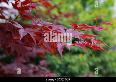 Acer palmatum-Blätter in der Nähe der parthenocissus-Wand Stockfoto