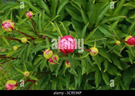 Pfingstrosenblüten im Frühstadium mit dichtem Laub Stockfoto