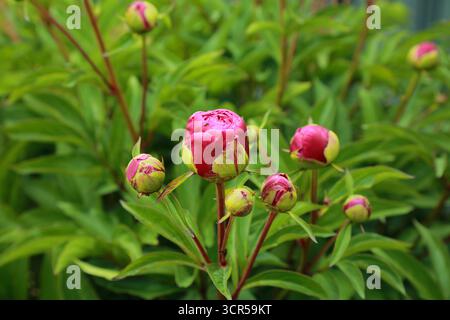 Aufkommende Blütenknospen von Paeonia lactiflora-Arten Stockfoto