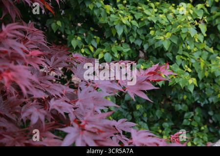 Acer palmatum Laub in der Nähe der grünen Wand der parthenocissus Stockfoto