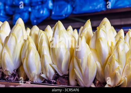 Reihe belgischer Endivien-/Zichoriengemüse auf einem erntbereiten Bauernhof Stockfoto