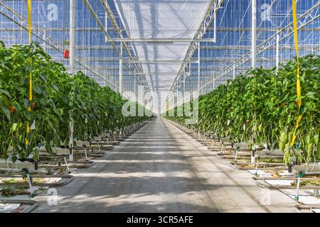 Professionelles industrielles Wachstum von Paprika in einem niederländischen Gewächshaus Stockfoto