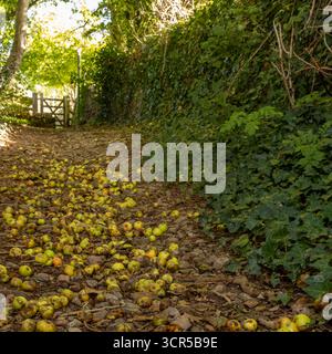 September 2025: Äpfel, die auf einem öffentlichen Fußweg verrotten Stockfoto