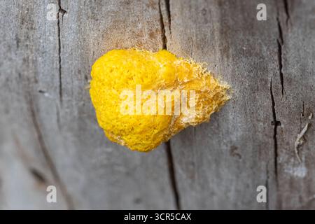 Fuligo septica, eine gelbe Schleimform (Schleimform) auf einem toten Baum, bekannt als Dog vomit Schleimform, Großbritannien Stockfoto