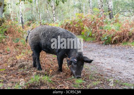 Mangalica-Schweine (auch Mangalitsa oder Mangalitza genannt), eine alte Schweinerasse, die im Herbst im RSPB Arne Nature Reserve in Dorset, England, Großbritannien, auf der Suche ist Stockfoto