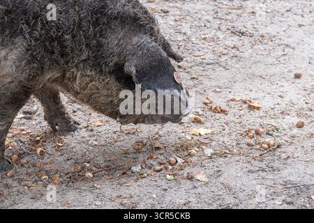 Mangalica-Schweine (auch Mangalitsa oder Mangalitza genannt), eine alte Schweinerasse, die im Herbst im RSPB Arne Nature Reserve in Dorset, England, Großbritannien, auf der Suche ist Stockfoto
