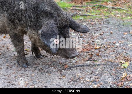 Mangalica-Schweine (auch Mangalitsa oder Mangalitza genannt), eine alte Schweinerasse, die im Herbst im RSPB Arne Nature Reserve in Dorset, England, Großbritannien, auf der Suche ist Stockfoto