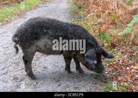 Mangalica-Schweine (auch Mangalitsa oder Mangalitza genannt), eine alte Schweinerasse, die im Herbst im RSPB Arne Nature Reserve in Dorset, England, Großbritannien, auf der Suche ist Stockfoto