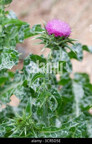 Silybum marianum, Mariendistel, Mariendistel, Rosette, stachelige dunkelgrüne Blätter, weiße Adern, lila Blumenköpfe, stachelige Brakken, Stockfoto