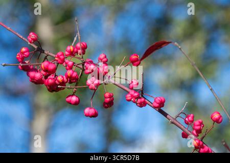 Spindelbeeren am europäischen Spindelbaum oder Sträucher (Euonymus europaeus Stockfoto