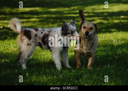 Red merle Border Collie Welpe trifft auf einen braunen Mischlingshund auf grünem Gras, freundliche Interaktion und verspielte Neugier im Freien. Stockfoto