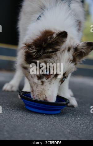 Red merle Border Collie Welpe trinkt Wasser aus der blauen Schüssel auf dem Gehweg und erfrischt während eines Spaziergangs im Freien. Stockfoto