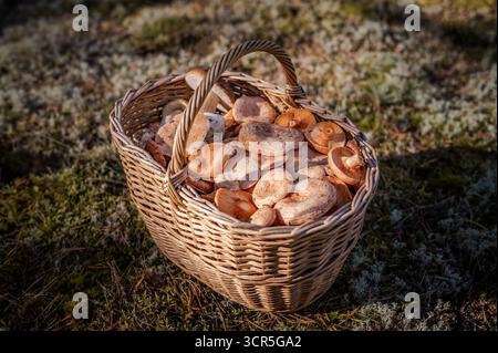 Traditioneller Korb gefüllt mit frisch geernteten Pilzen Boletus edulis (Stachelporcini) und Lactarius deliciosus (Safranmilchkappe) auf moosbedecktem f Stockfoto