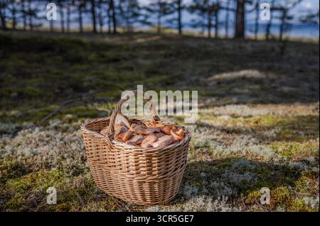 Traditioneller Korb gefüllt mit frisch geernteten Pilzen Boletus edulis (Stachelporcini) und Lactarius deliciosus (Safranmilchkappe) auf moosbedecktem f Stockfoto