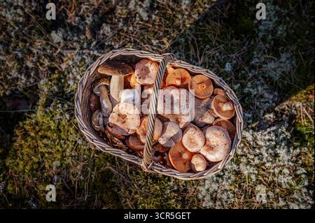 Traditioneller Korb gefüllt mit frisch geernteten Pilzen Boletus edulis (Stachelporcini) und Lactarius deliciosus (Safranmilchkappe) auf moosbedecktem f Stockfoto