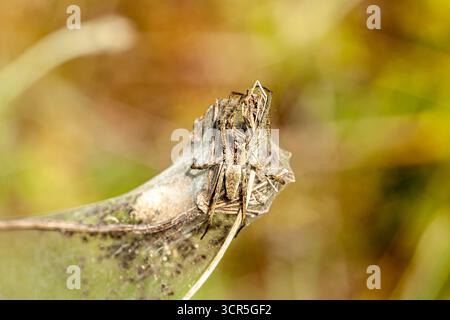 Zwei entdeckt Spinnmilbe Tetranychus Urticae Schden an Efeu  Stockfotografie - Alamy