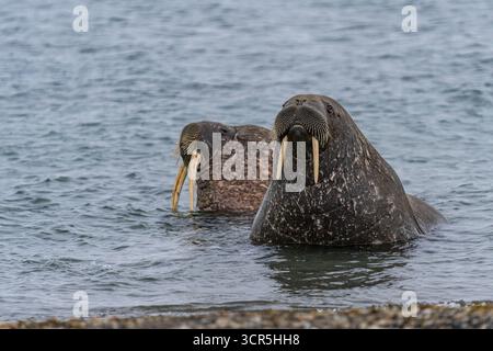 Der Blick auf zwei Walrosse, einen dunklen und einen hellen, taucht aus den eisigen arktischen Gewässern auf ein felsiges Ufer auf, deren Stoßzähne gegen das kalte Meer leuchten, Longyearbyen, Svalbard. Stockfoto