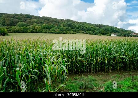 Somerset, Großbritannien. Ein großer Landwirt Maismais. Die Maisstängel sind reif und bereit für die Ernte, um sie als Silage zu verwenden Stockfoto