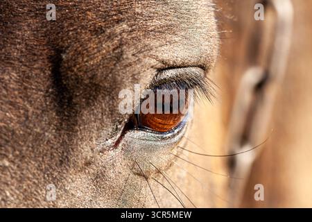 Nahaufnahme eines Pferdeauges. Makroaufnahme, die die Details eines Pferdeblicks erfasst. Schauen Sie aus einem wilden Pferdeauge. Pferdeaugen. Nahaufnahme Porträt von A Stockfoto