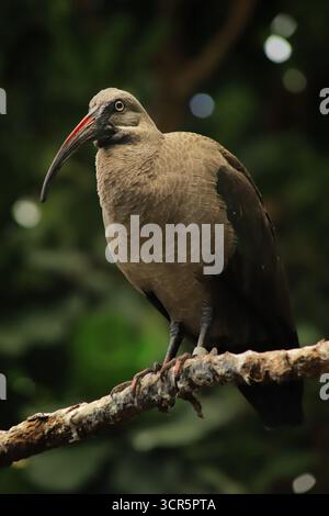 Das ist ein Hadada Ibis, ein Vogel aus Afrika. Dieser wurde jedoch im Zoo von Calgary gesehen. Stockfoto