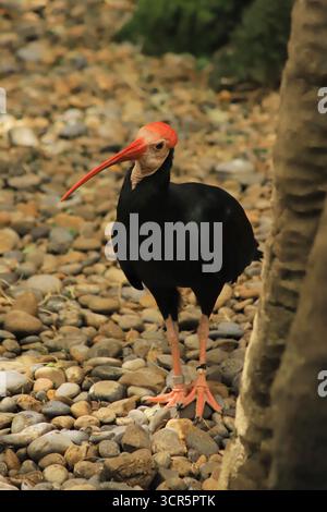 Dieses Ibis wurde im Zoo von Calgary gesehen. Sehr interessanter Vogel. Stockfoto