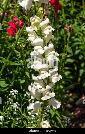 Antirrhinum majus „Rocket White“ eine im Sommer herbstliche blühende Pflanze mit einer gelben Frühlingsblume, die allgemein als snapdragon bekannt ist Stockfoto