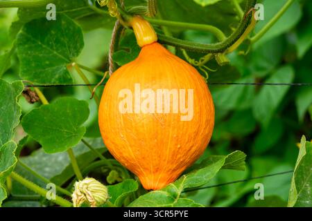 Kürbis (Cucurbita maxima) „Red Kuri“ ein orangener Wintergemüse-Kürbis, auch bekannt als Uchiki Kuri, Schrebergärten Stockfoto Stockfoto