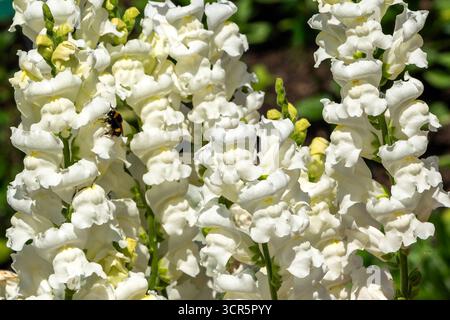Antirrhinum majus „Rocket White“ eine im Sommer herbstliche blühende Pflanze mit einer gelben Frühlingsblume, die allgemein als snapdragon bekannt ist Stockfoto
