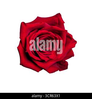 Rote Rose isoliert auf weißem Hintergrund. Tiefrote Rose aus der Nähe, Draufsicht, Designelement. Stockfoto