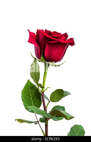 Rote Rose isoliert auf weißem Hintergrund. Dunkelrote Rose mit grünen Blättern, Designelement. Stockfoto
