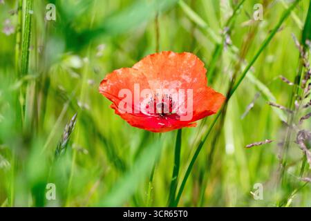 Gewöhnlicher oder Feldmohn (Papaver rhoeas), Nahaufnahme, die eine einzelne rote Blume der gewöhnlichen Pflanze zeigt, die durch langes Gras wächst. Stockfoto