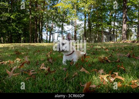 Französische Bulldogge Stockfoto