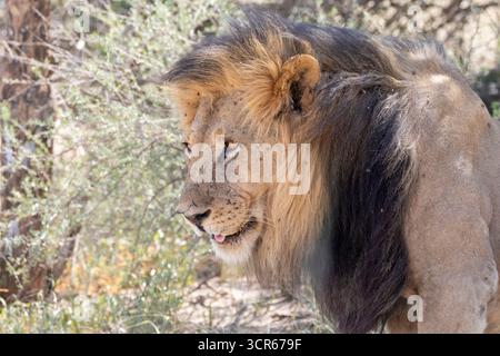 Kalahari Lion oder Black-Mähned Lion (Panthera leo) Close Up Headshot, Kgalagadi Transfrontier Park, Nordkap, Südafrika Stockfoto