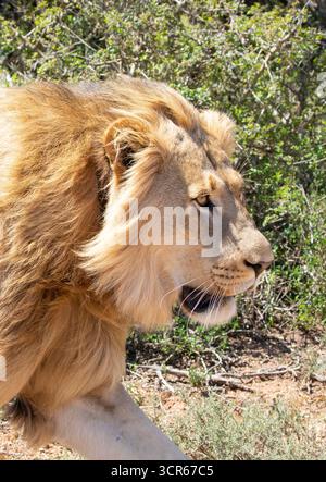 Junger afrikanischer Löwe (Panthera leo) namens Jack, Addo Elephant National Park, Eastern Cape, Südafrika, Nahaufnahme Kopfschuss Stockfoto