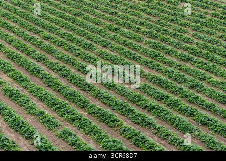 Erhöhte Sicht auf Erdbeerplantagen ohne reife Früchte Stockfoto