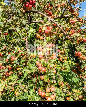 Krabbenapfelbaum (Malus „Red Sentinel“) mit Zweigen voller kleiner roter Früchte im Herbst, Zierbaumbaum mit Äpfeln. Stockfoto