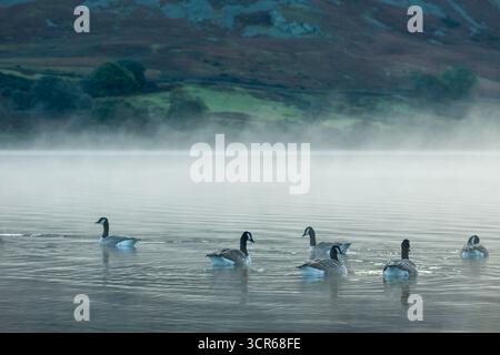 Kanadiengänse auf Crummock Water, Lake District National Park, Cumbria, England. Stockfoto