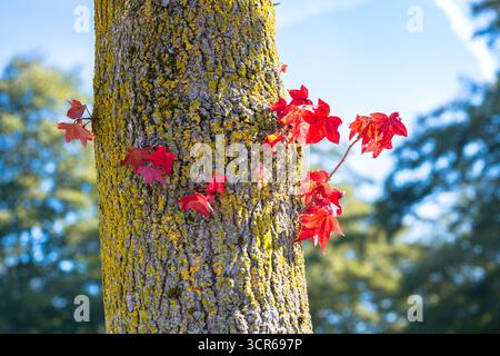 Hellrote Ahornblätter auf einem Baumstamm in einem sonnigen Herbstwald Stockfoto