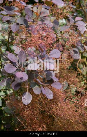 Smoketree (Cotinus coggygria) mit violetten Blättern und flauschigen Blütenständen nach Regen Stockfoto