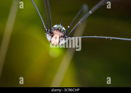 Vorderansicht einer Roten Arachnide (Opiliones) mit langen, schlanken Beinen und einem kleinen, abgerundeten Körper, der seine einzigartige Struktur gegenüber einem natürlichen G unterstreicht Stockfoto