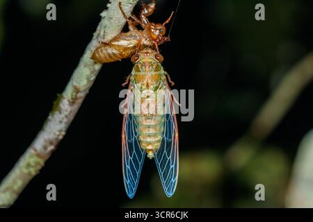Eine neu entstandene Zikada klammert sich an ihren Exsuviae an einem Baumzweig, ihre leuchtend blau geäderten Flügel sind vollständig ausgeweitet. Stockfoto