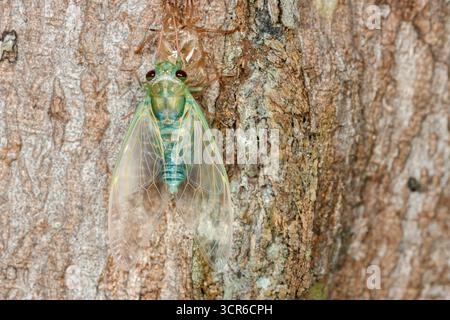 Eine Zikada liegt nach dem Mahlen auf Baumrinde und zeigt zarte, transparente Flügel und leuchtend grüne Körperdetails. Stockfoto