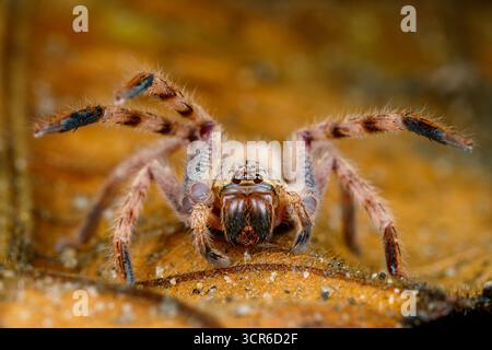MakroNahaufnahme einer Jägerspinne mit ihren Zähnen, behaarten Beinen und mehreren Augen, während sie sich auf einem trockenen Blatt in natürlichen Waldgebieten ausruhen. Stockfoto