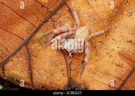 Makrofoto einer braunen Jägerspinne, die auf einem trockenen Blatt liegt und behaarte Beine, Körperstruktur und natürliche Tarnung im Waldboden zeigt. Stockfoto