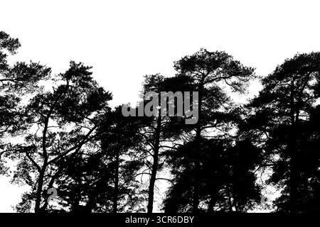 Silhouettenkiefern erstrecken sich nach oben und bilden ein dramatisches schwarzes Baldachin vor einem klaren, hellen Himmel. Dieses Bild erinnert an Natur, Ruhe und Wildnis Stockfoto