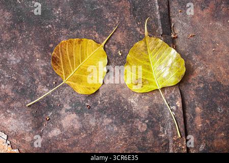Zwei goldene Bodhi-Blätter auf rostiger Motorhaube, Makrofoto, das Spiritualität, Vergänglichkeit und urbanen Verfall in Thailand symbolisiert. Stockfoto